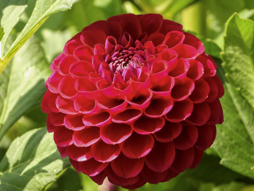 round red flower