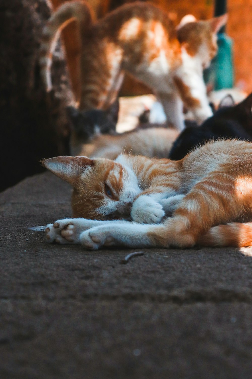 white and orange cat lying on ground