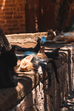group of cats lying on the street