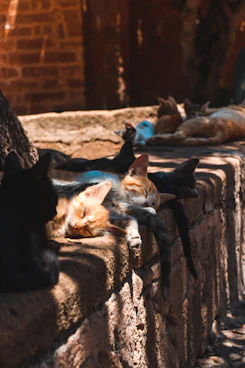 group of cats lying on the street