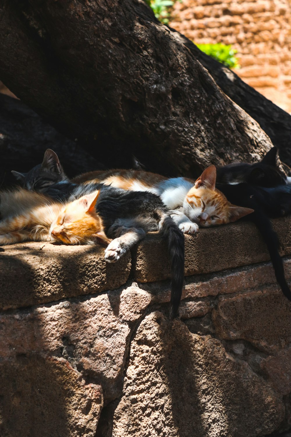 orange and brown tabby kittens sleeping
