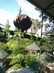 A bird with brown and white plumage is perched on a grass-covered branch inside a large aviary. The setting is outdoors with a view of several trees and small structures with pointed roofs in the background.