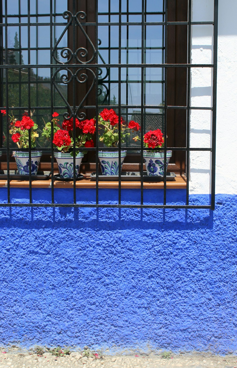 white and blue potted red petaled flower beside window