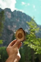 A hand holds a piece of round cut wood with a clearly visible growth ring pattern. The background features a blurred view of a mountainous landscape with trees, under a bright blue sky with a few clouds.