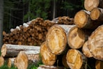pile of log