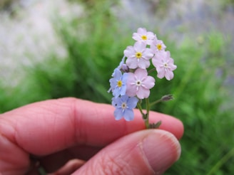 A close-up of hands holding a small bouquet of flowers.