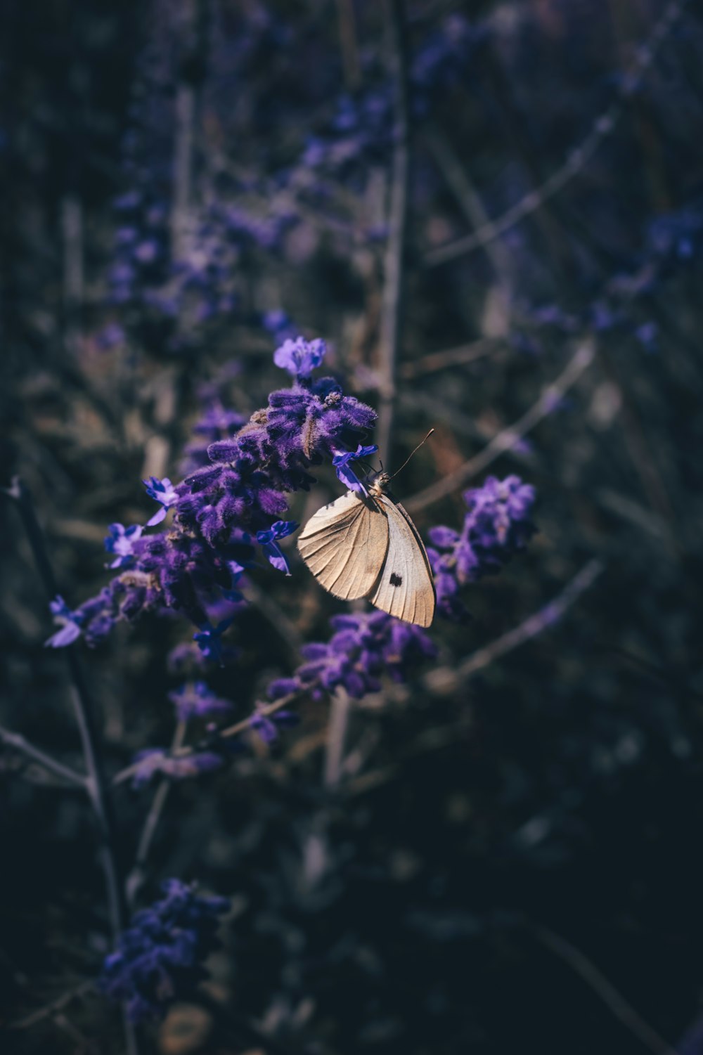 borboleta empoleirando-se na flor