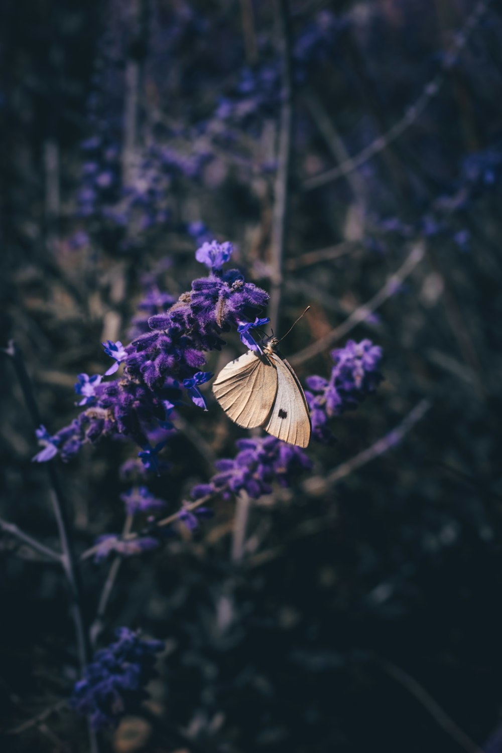 Purple Butterfly Pictures | Download Free Images on Unsplash