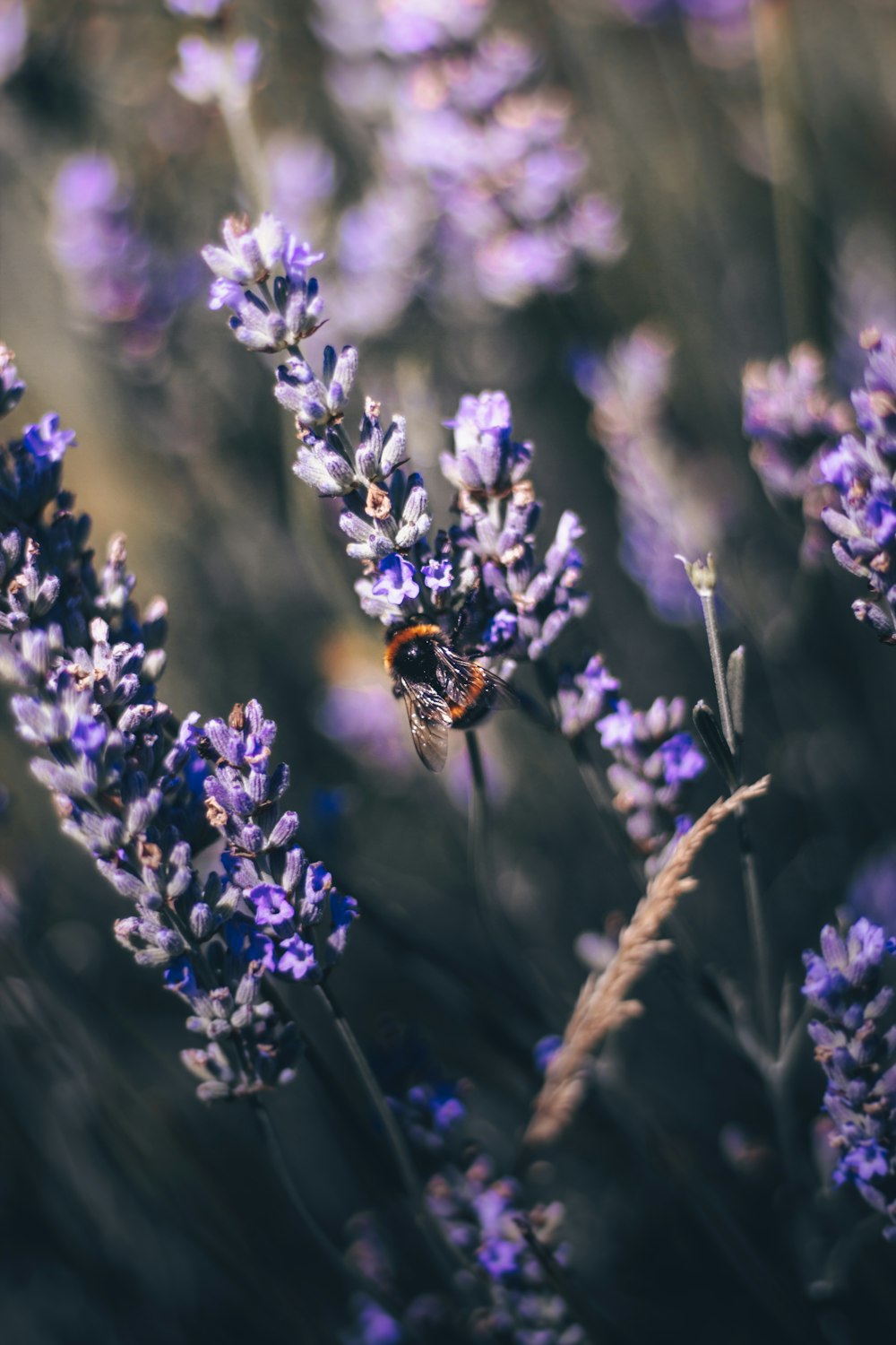 Una abeja está sentada en una planta de lavanda