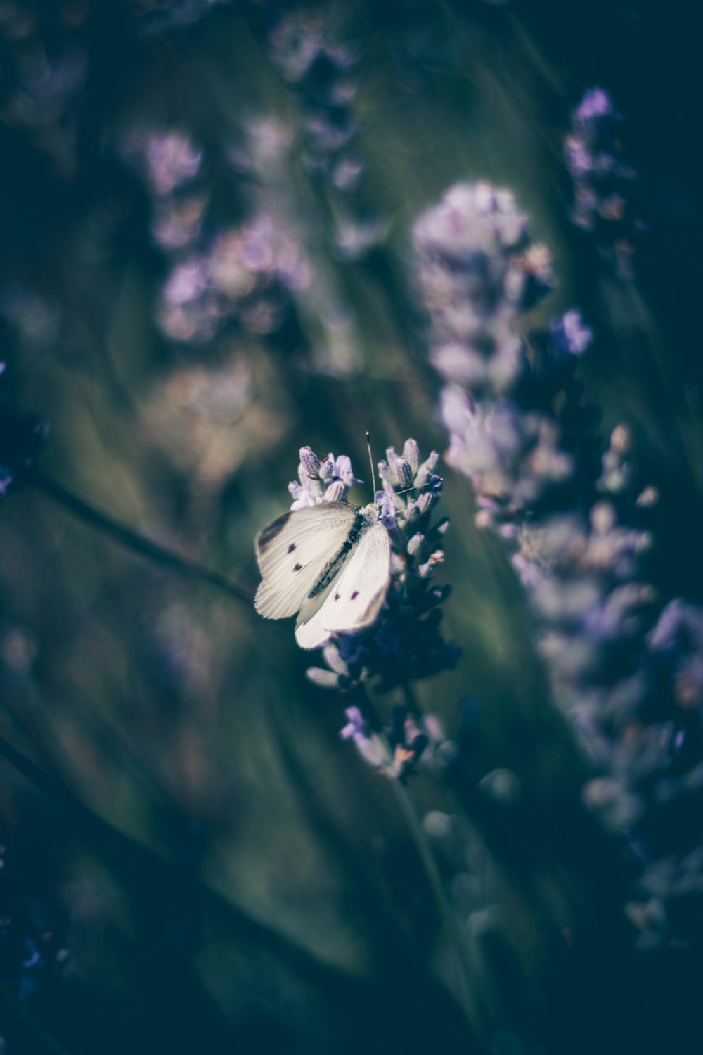 a white butterfly sitting on top of a purple flower