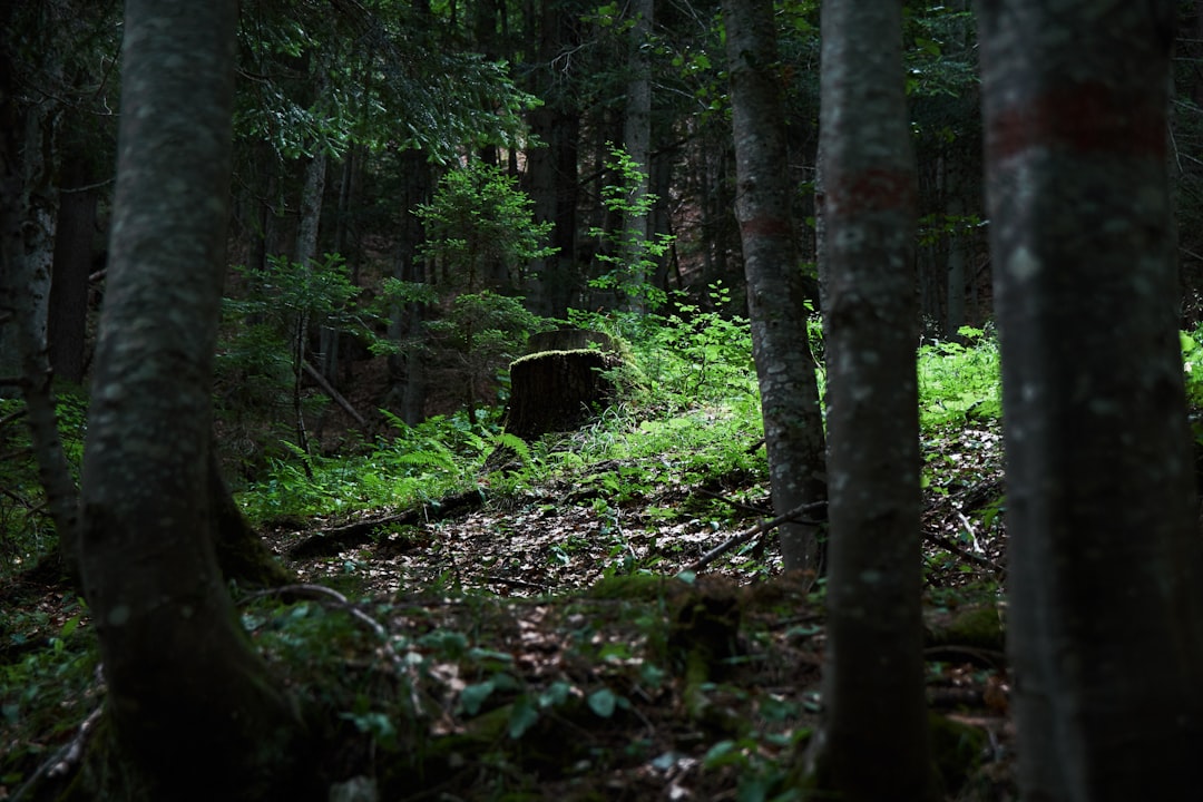 green-leafed plants and trees