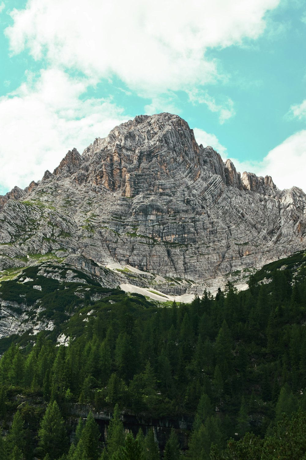 pine trees in forest