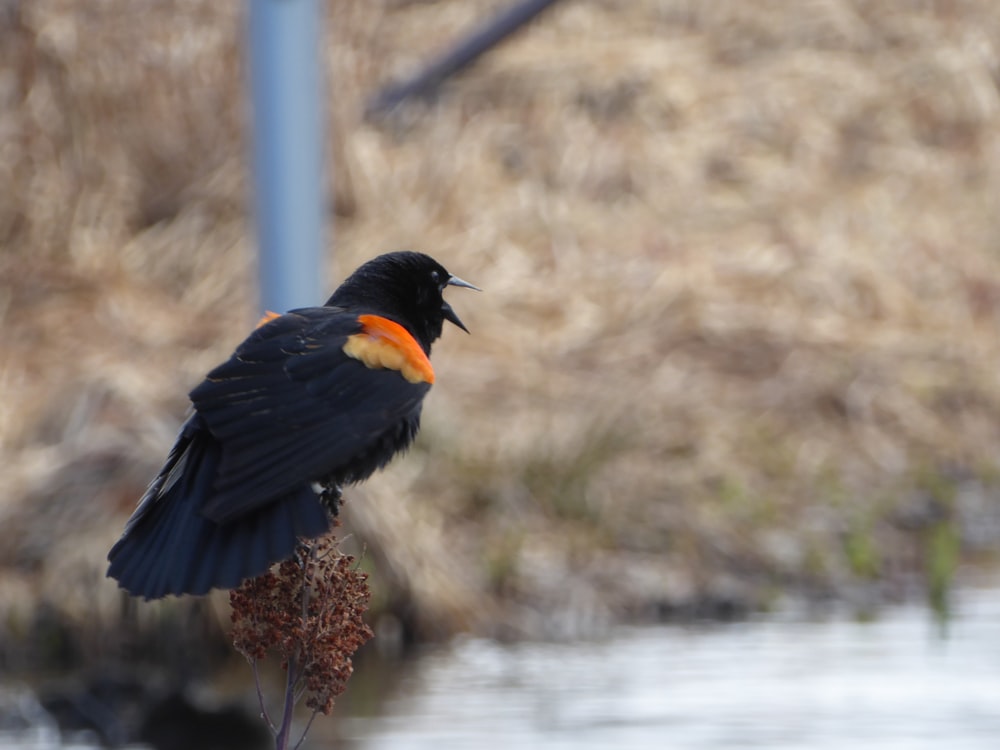 Blackbird Pictures Download Free Images On Unsplash