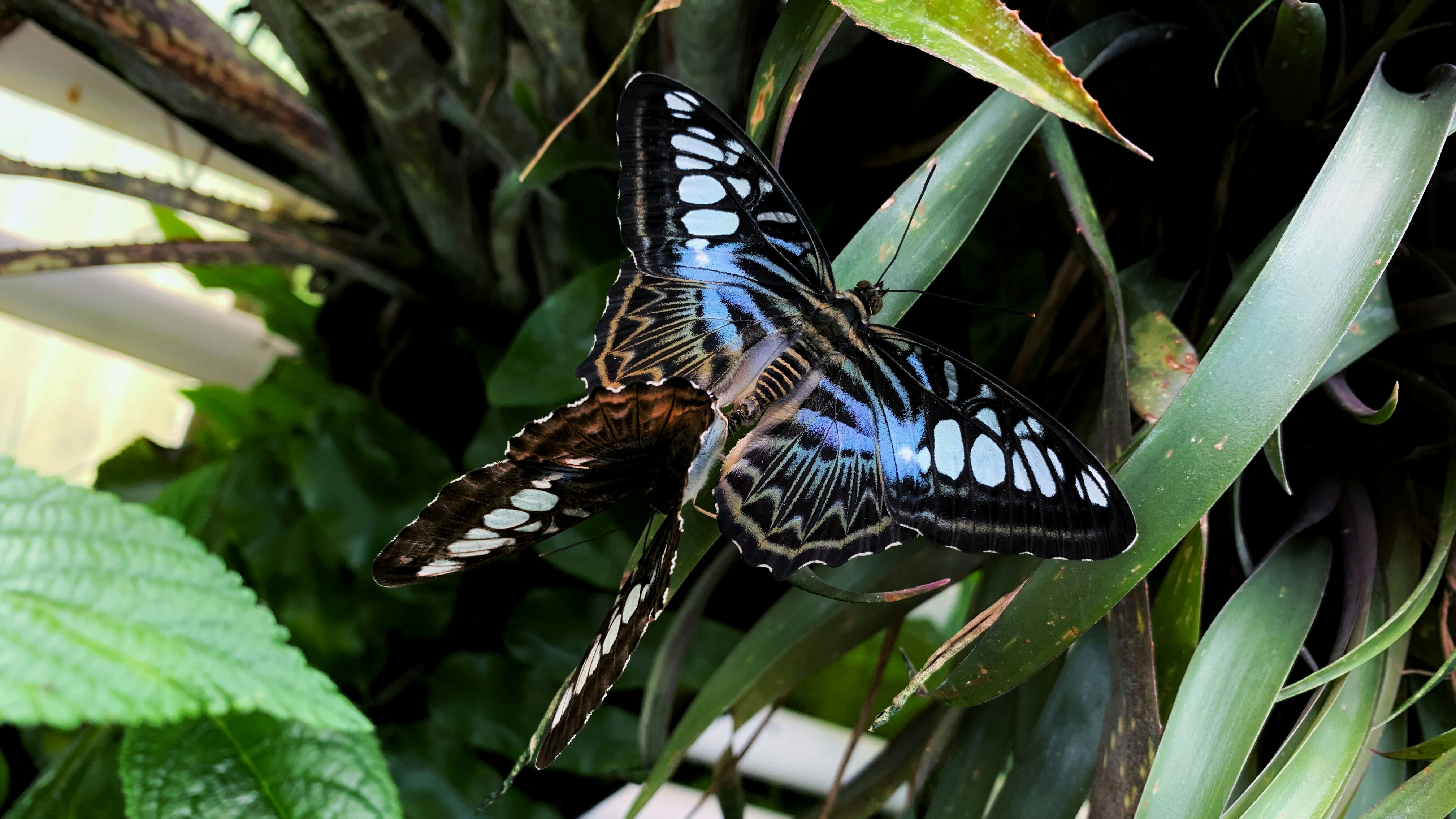 2 つの黒い蝶の写真 Unsplashで見つける鳥の無料写真
