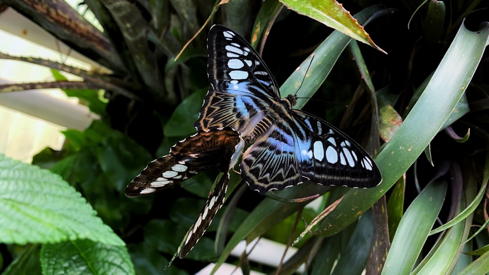 검은 나비 두 마리