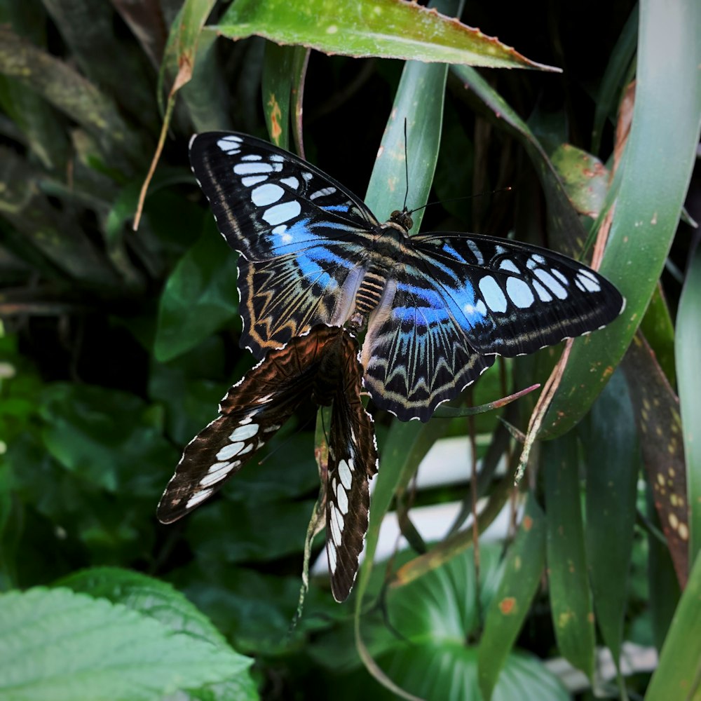 Photo de papillon brun et noir