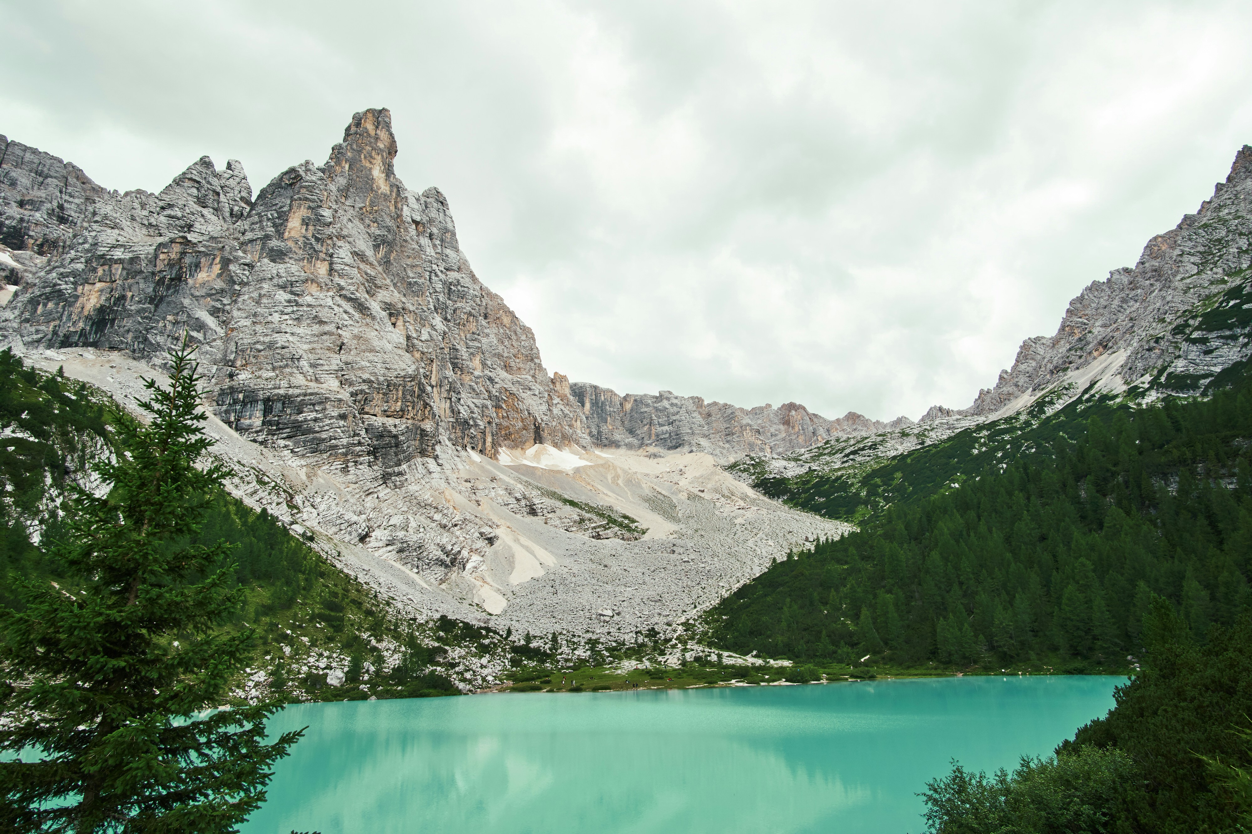 pine trees beside calm body of water