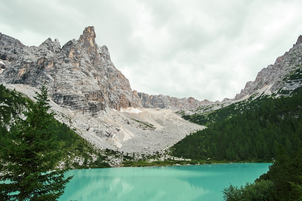 pine trees beside calm body of water