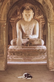Aloka, the peace dog, walking alongside Buddhist monks during their pilgrimage across a serene Indian landscape.