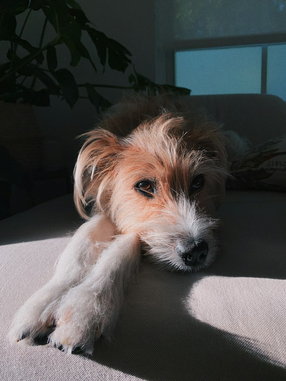 brown dog on sofa