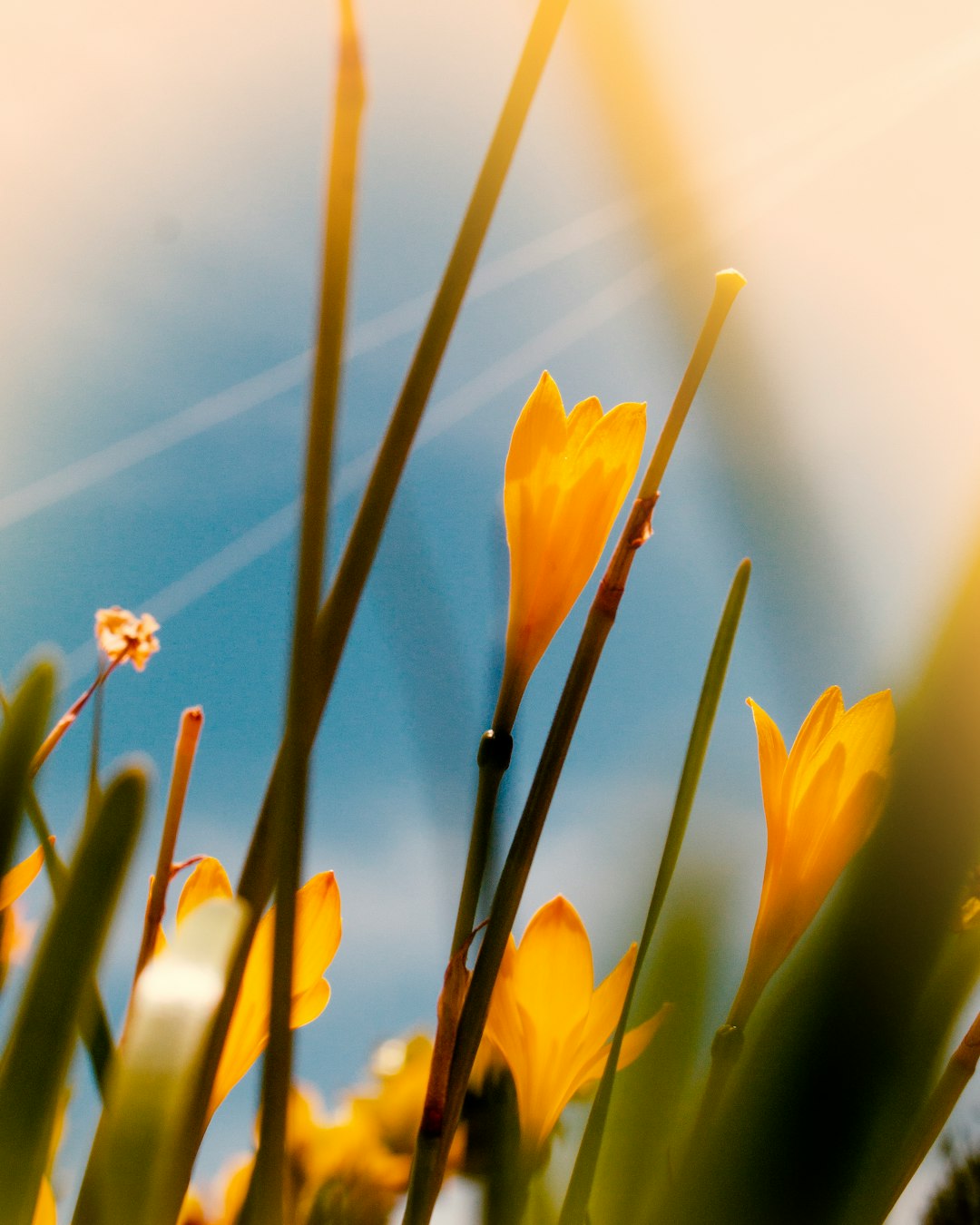 yellow petaled flower