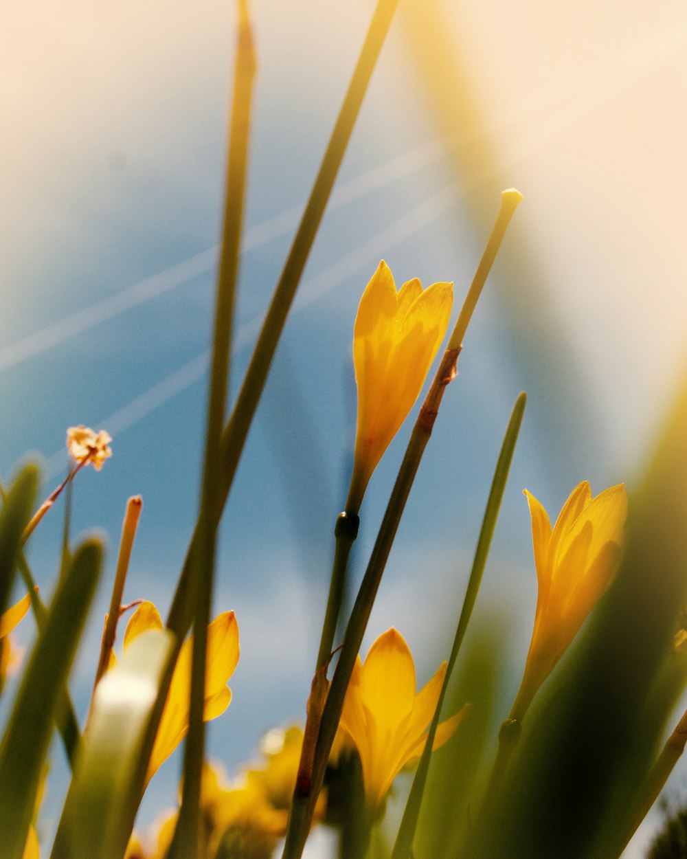 yellow petaled flower