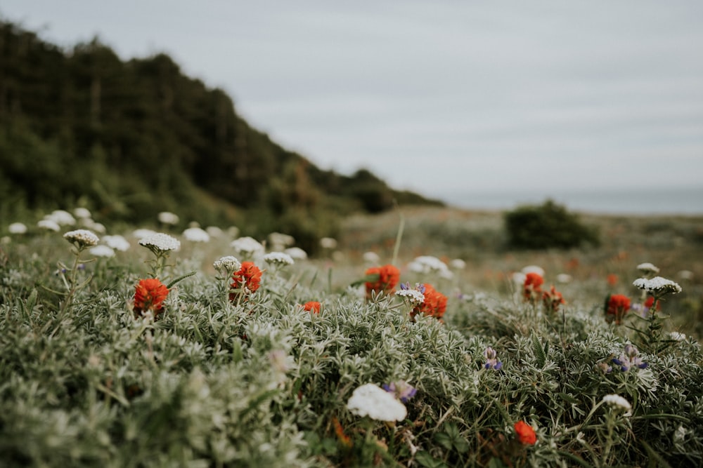 Campo de flores rojas