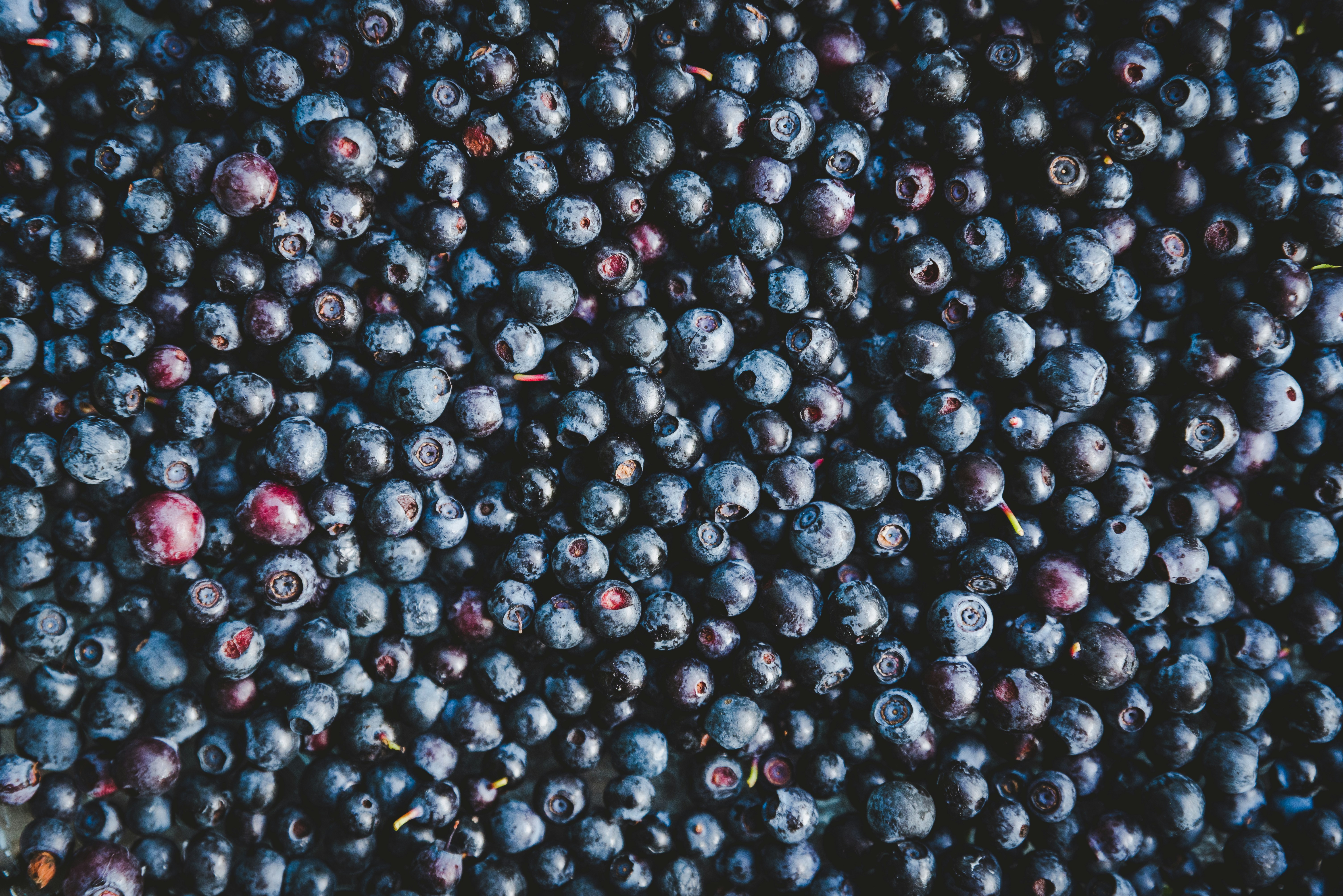 blueberries fruit blueberry teams background