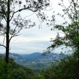 photo of green trees and mountain