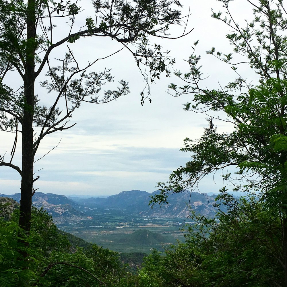 photo of green trees and mountain