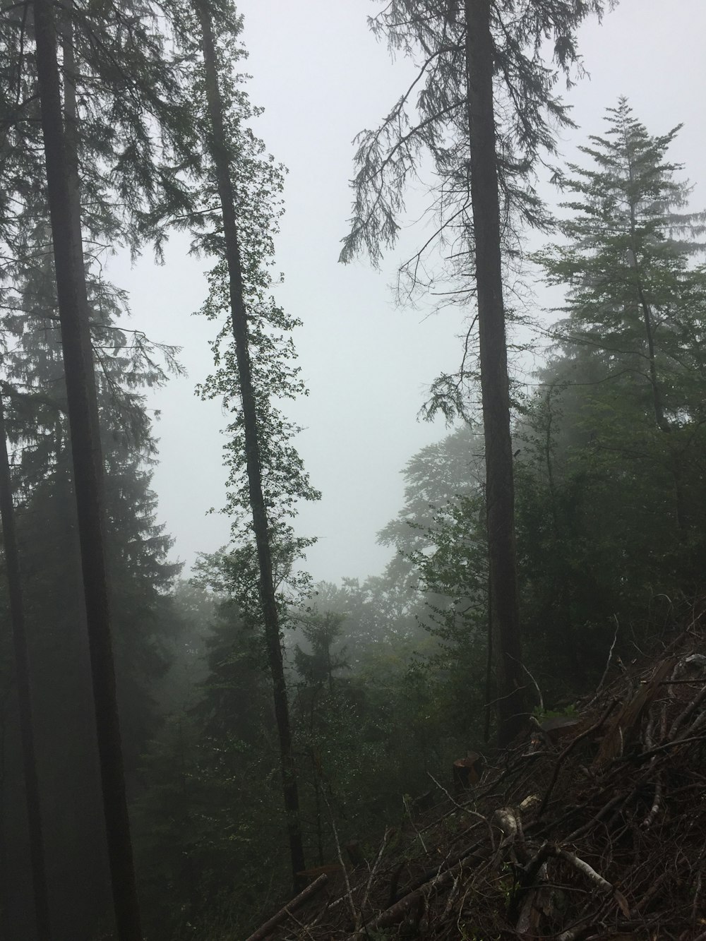 forest under fogs