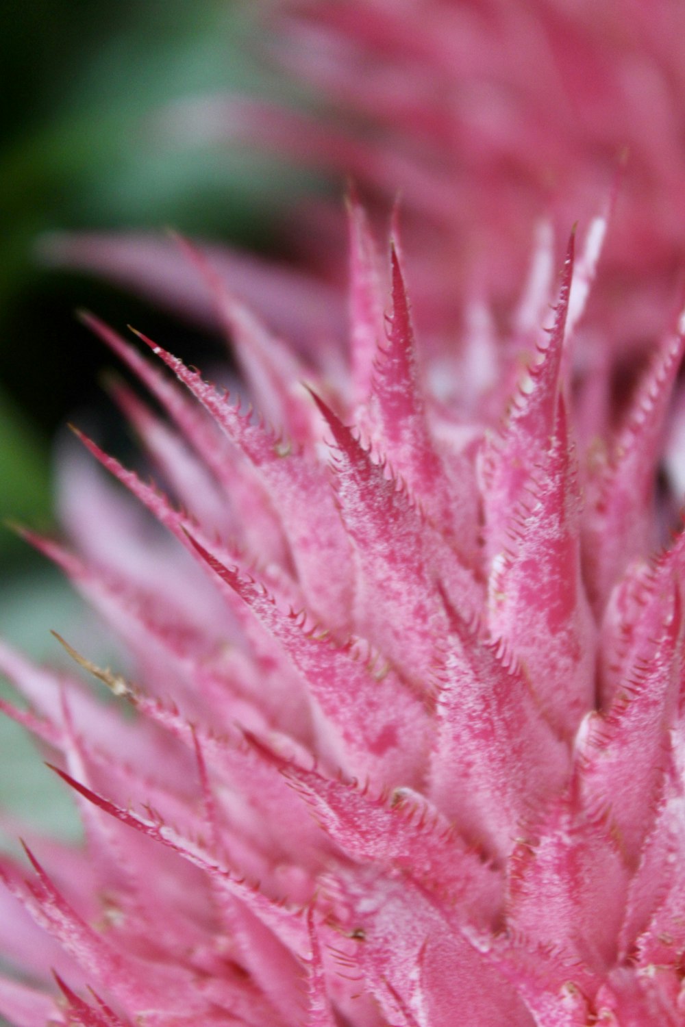 pink flowers in bloom