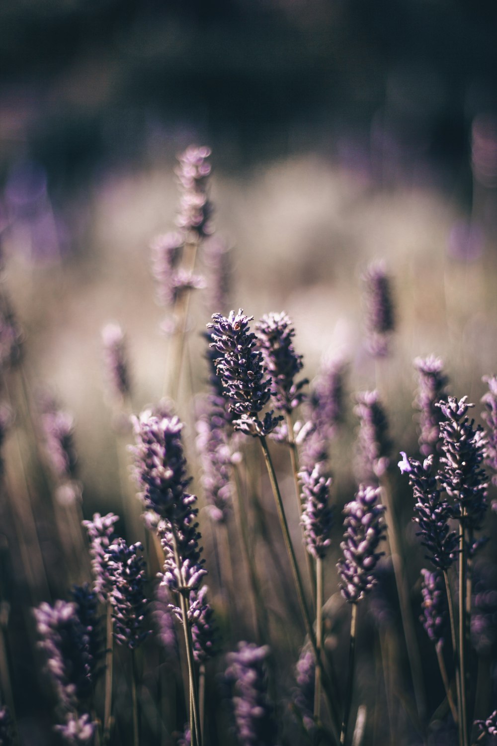 Fleurs à pétales pourpres