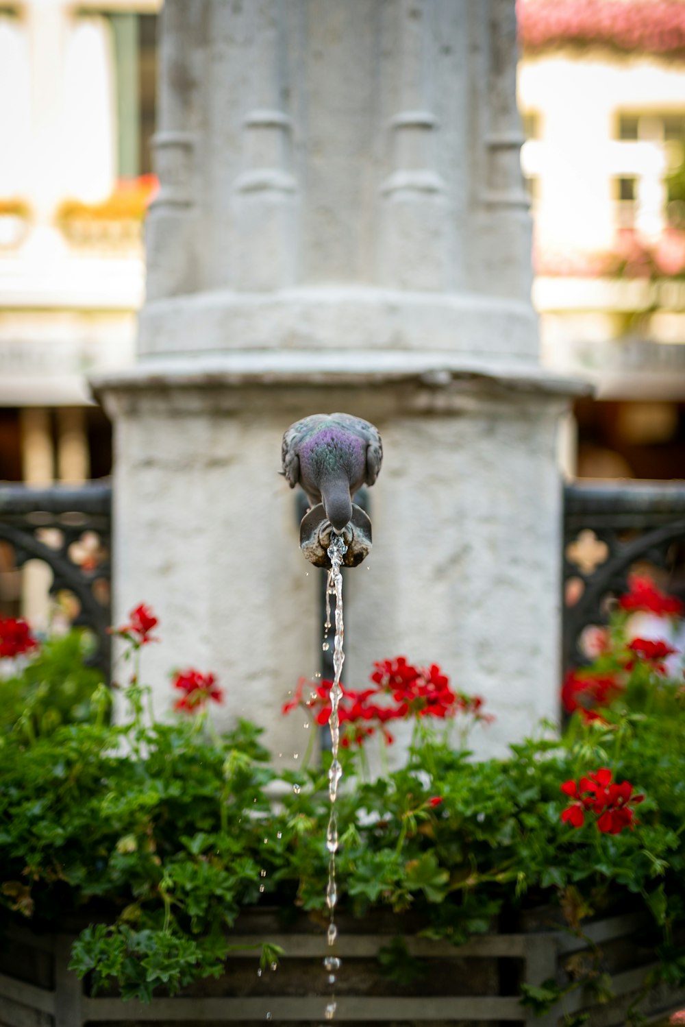 red flowers on fountain