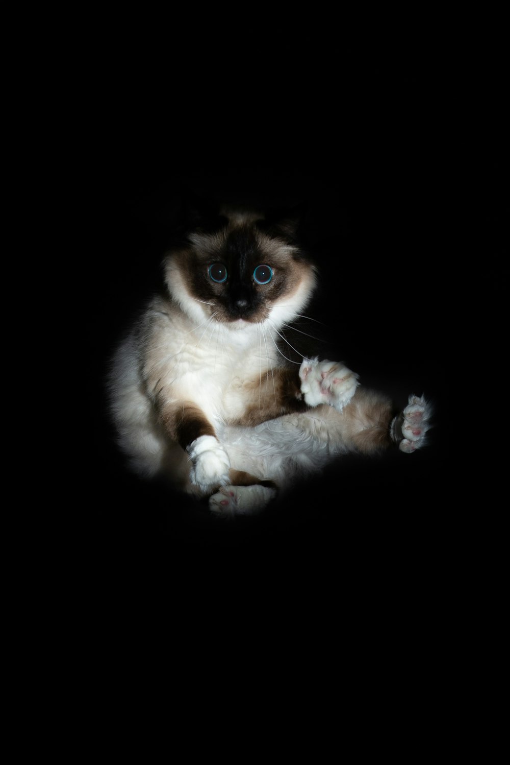 Foto einer Katze mit grauem und schwarzem Fell