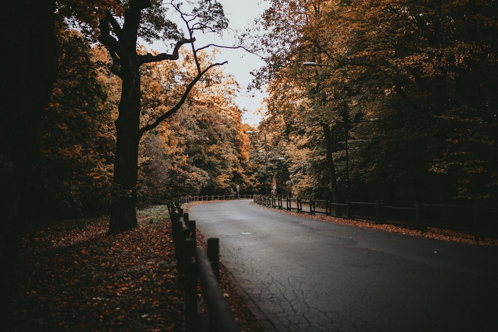 empty road by trees during daytime