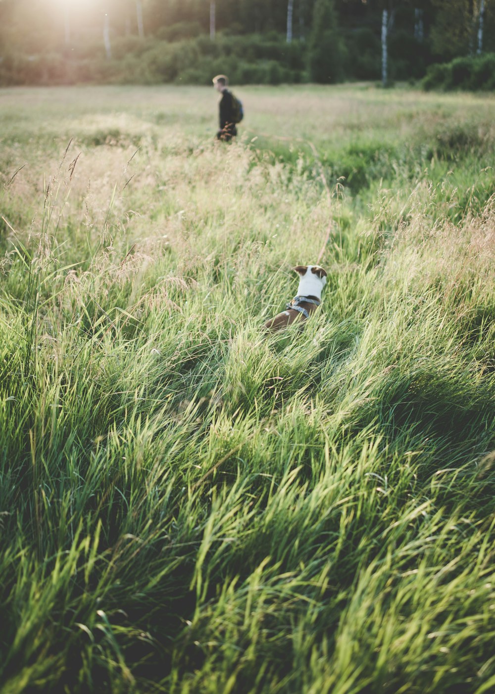 man standing on green grass