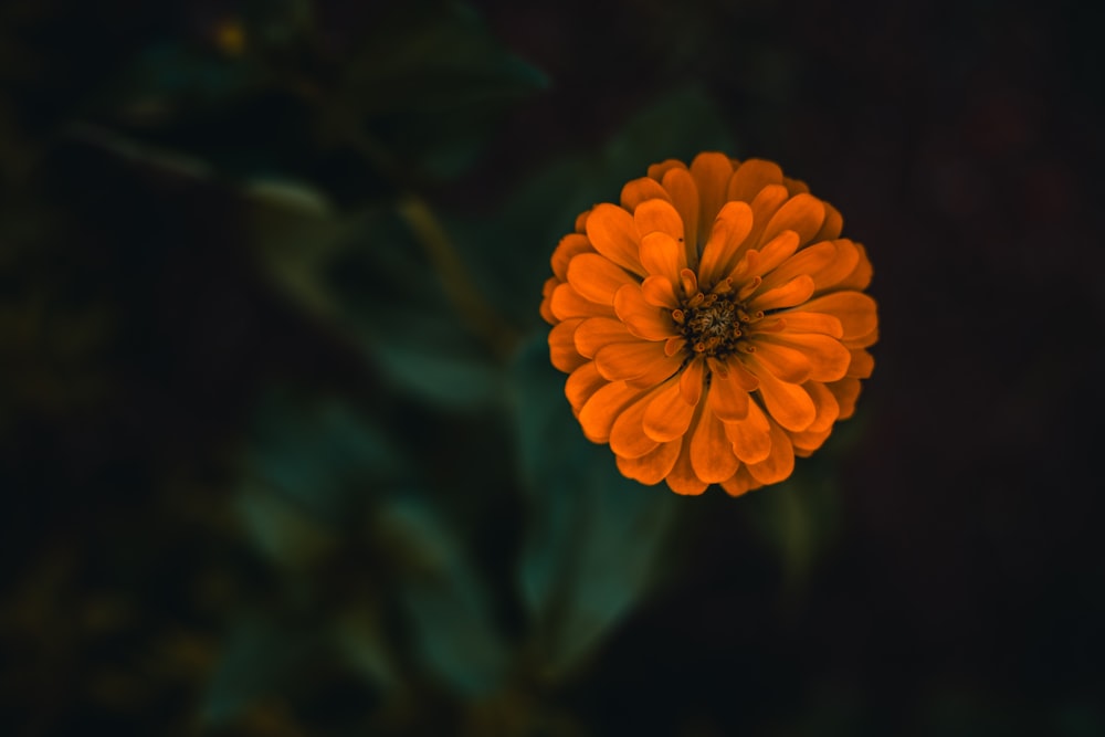 selective focus photography of red cluster flower