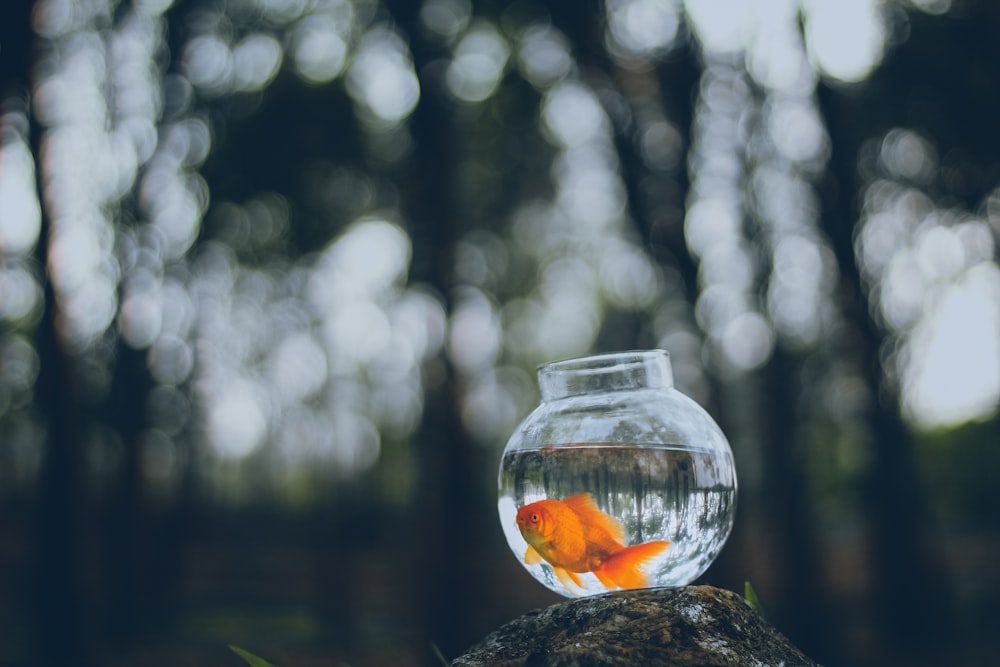 goldfish in fish bowl