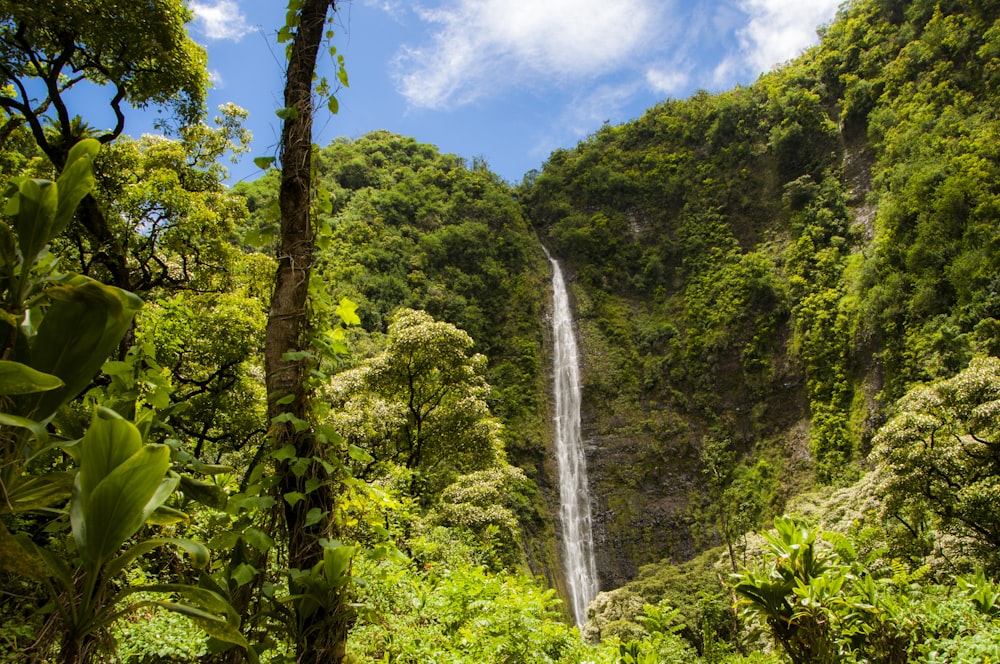 Cascate circondate da alberi verdi durante il giorno