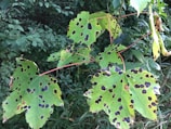 Several green leaves with prominent black spots are visible, possibly indicating a type of disease affecting them. The leaves have a broad shape with pointed lobes, surrounded by dense green foliage in the background.