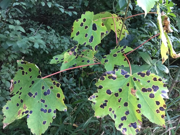 Several green leaves with prominent black spots are visible, possibly indicating a type of disease affecting them. The leaves have a broad shape with pointed lobes, surrounded by dense green foliage in the background.