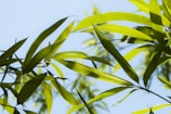 Vibrant green bamboo leaves are illuminated by sunlight against a clear blue sky, creating a fresh and lively atmosphere.