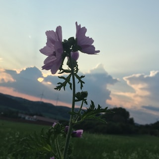 A purple flower standing tall against a backdrop of a scenic landscape with soft, pastel clouds and a dimming sunset. The sky is bathed in gentle hues, casting a serene aura over the grassy field.
