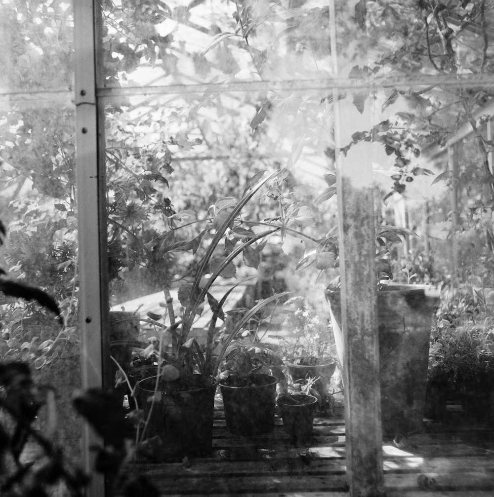a black and white photo of potted plants in a greenhouse