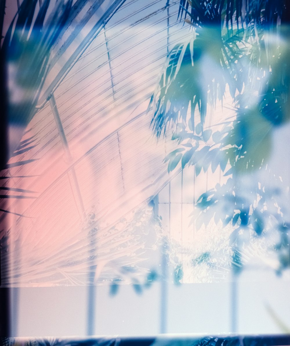 uma vista de uma palmeira através de uma janela