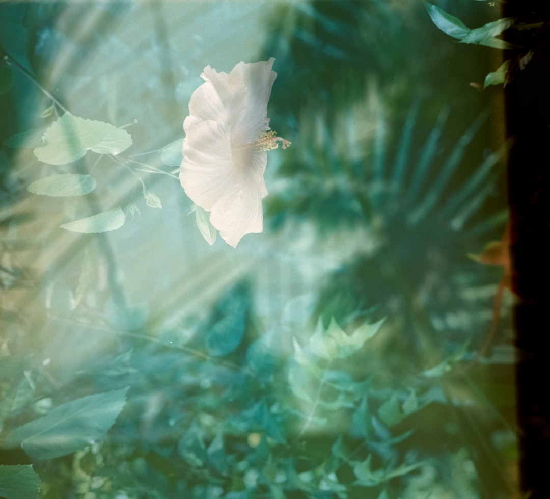 white petaled flower