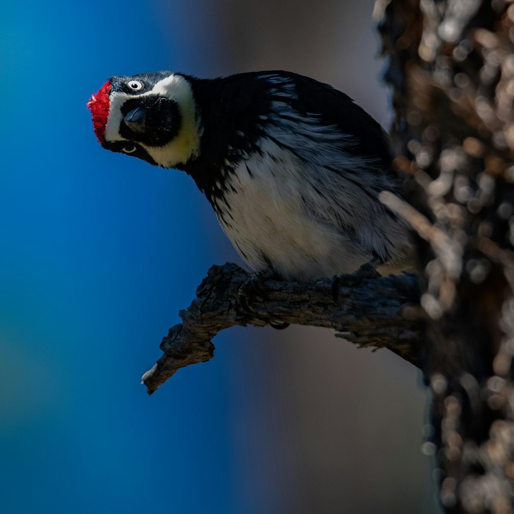 white and black bird