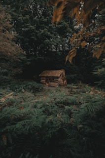 A small, rustic wooden cabin is nestled in a dense, lush forest. The cabin is surrounded by vibrant green foliage and ferns, with tall trees looming overhead. The scene feels secluded and tranquil, with minimal light filtering through the thick tree canopy.