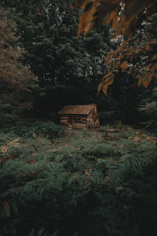 house near trees